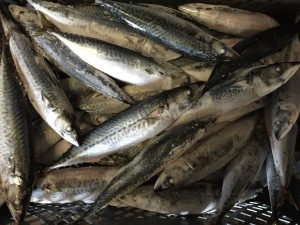 Chub mackerel 4 ppkg Jul/15