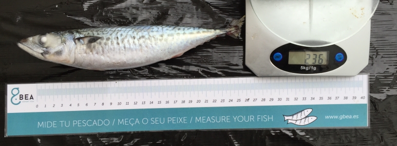 Protected: CHUB MACKEREL