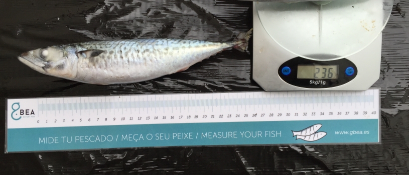 Protected: CHUB MACKEREL