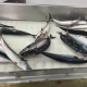 SEASON ATLANTIC MACKEREL