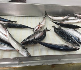 SEASON ATLANTIC MACKEREL