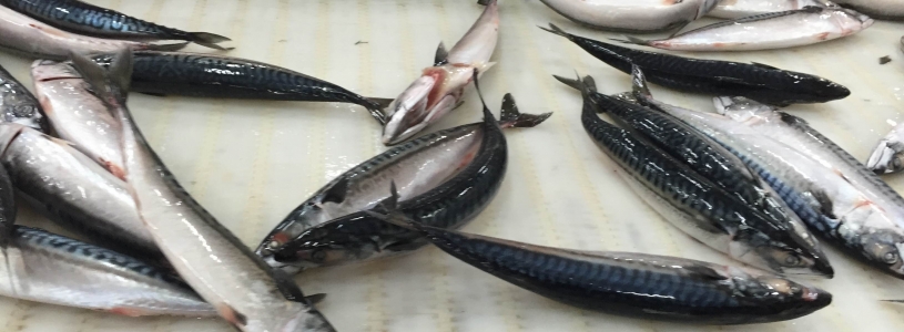 SEASON ATLANTIC MACKEREL