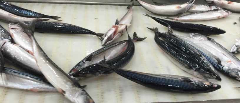 SEASON ATLANTIC MACKEREL